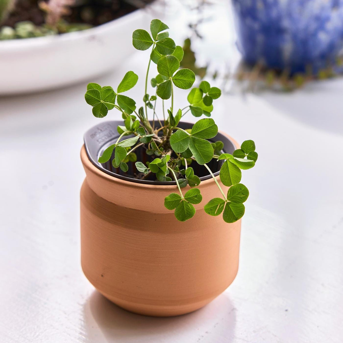 Modern Sprout Outdoor & Leisure One Size / Terracotta Modern Sprout - Tiny Terracotta Lucky to Have You