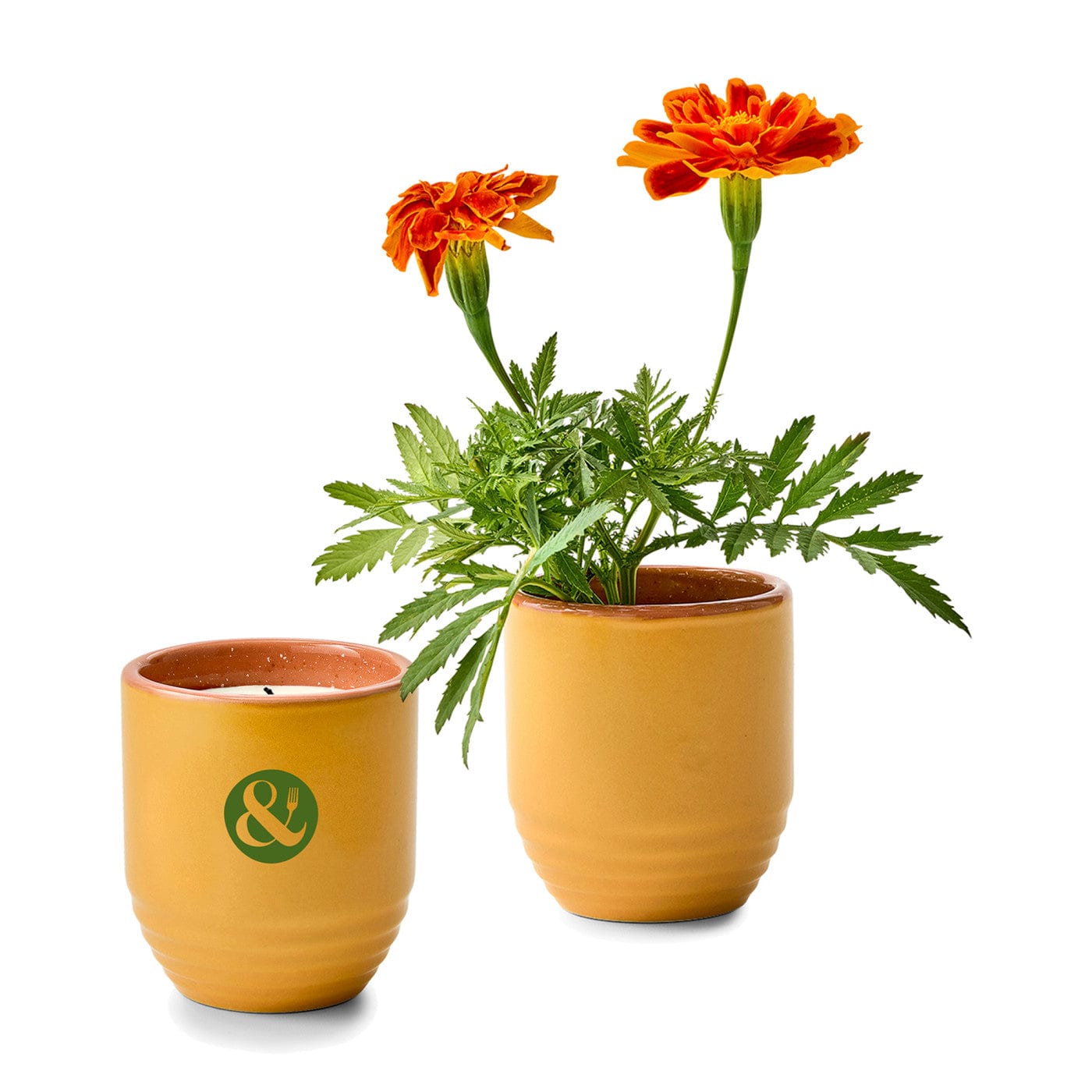Modern Sprout Accessories Marigold / Last Light Modern Sprout - Garden Vibes Candle/Planter
