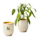 Modern Sprout Accessories Sage / Golden Moments Modern Sprout - Garden Vibes Candle/Planter