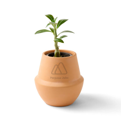 Modern Sprout Outdoor & Leisure One Size / Bonsai Modern Sprout - Modern Terracotta Grow Kit