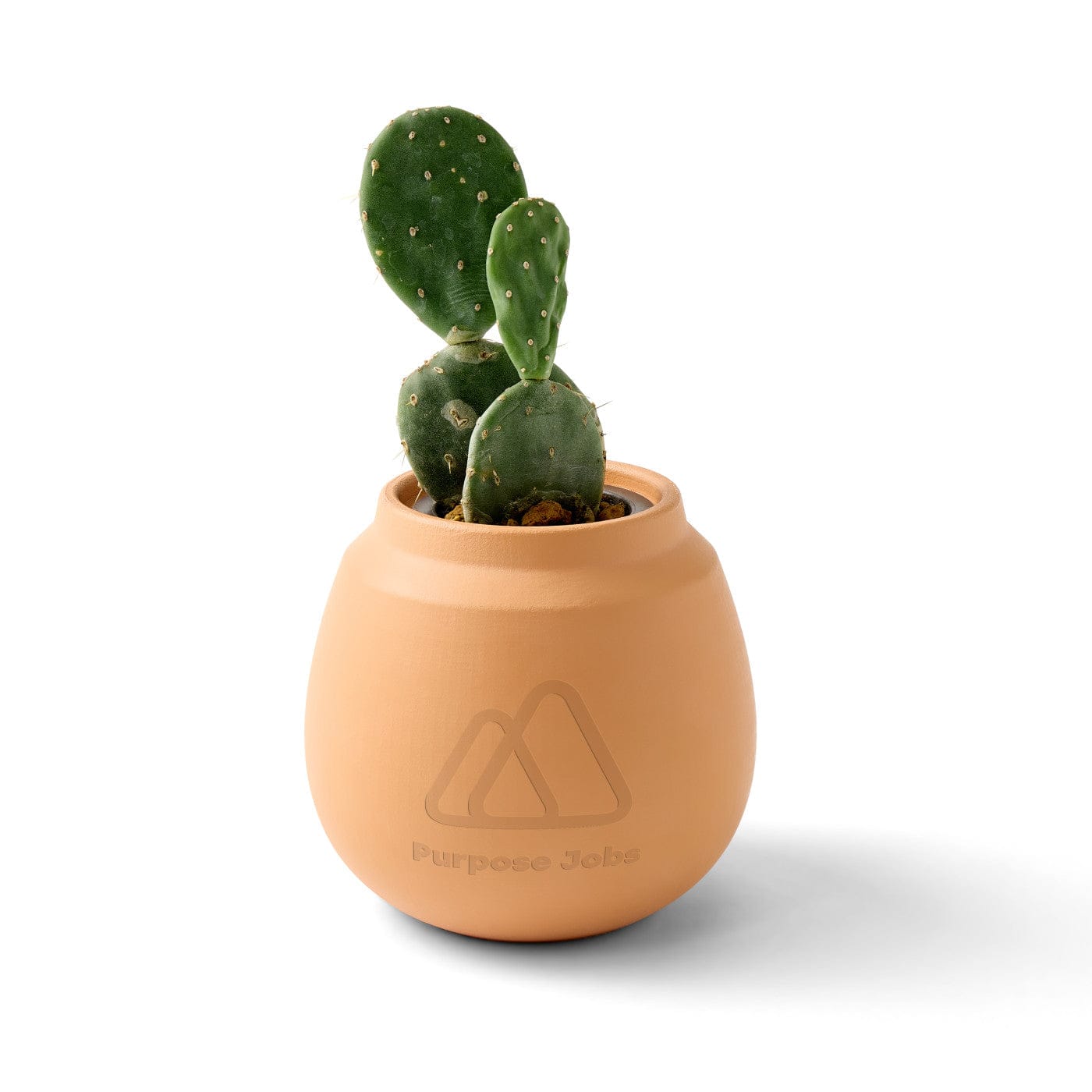 Modern Sprout Outdoor & Leisure One Size / Cactus Modern Sprout - Modern Terracotta Grow Kit