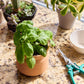 Modern Sprout Outdoor & Leisure One Size / Terracotta Modern Sprout - Tiny Terracotta Big Congrats