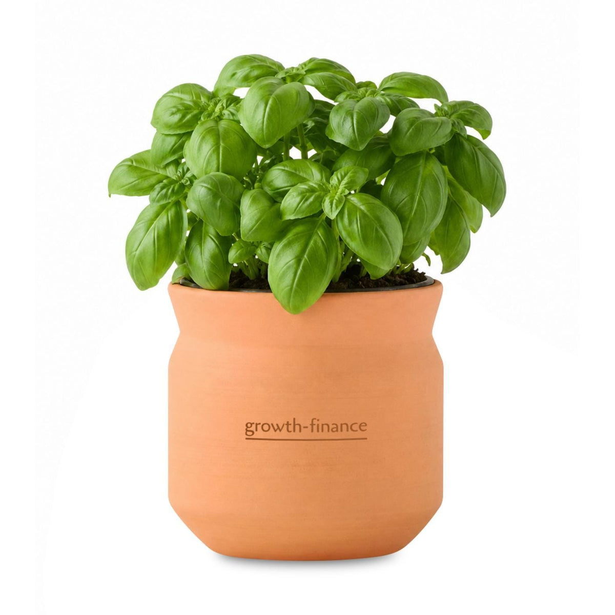Modern Sprout Outdoor & Leisure One Size / Terracotta Modern Sprout - Tiny Terracotta Big Congrats