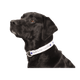 Threadfellows Accessories 1" Wide / Full Color Sublimation Adjustable Pet Collar