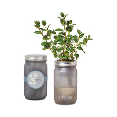 Threadfellows Accessories Ice Blue / Mint Modern Sprout - Indoor Herb Garden Kit