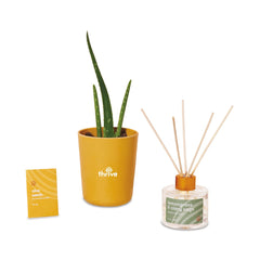 Threadfellows Accessories Find Balance / Aloe Modern Sprout® Take Care Kit - Find Balance