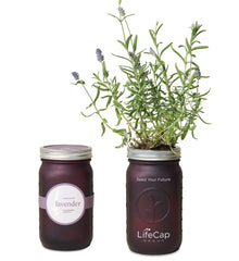Threadfellows Accessories Lavender / Purple Modern Sprout® Indoor Herb Garden Kit